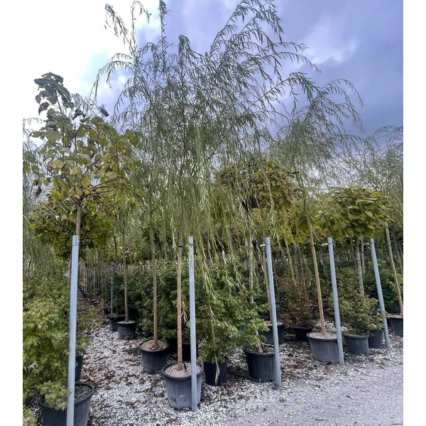 Szomorúfűz SALIX BABYLONICA 16/18 K35 