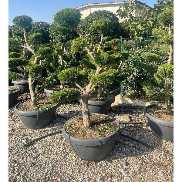 Arany lombú leyland ciprus CUPRESSOCYPARIS LEYLANDII CASTLEWELLAN GOLD BONSAI 140/150 LAPOS TÁLBAN K65