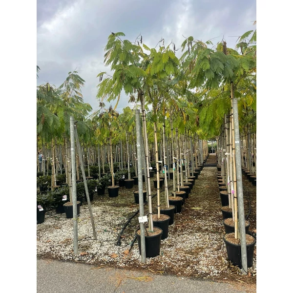 Selyemakác ALBIZIA JULIBRISSIN OMBRELLA T200 10/12 K30