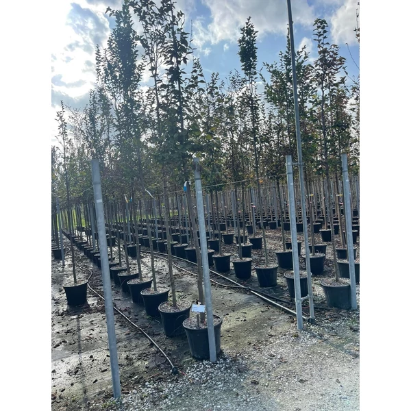Közönséges gyertyán   CARPINUS BETULUS T200 10/12 K30