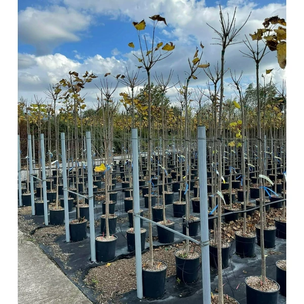 Gömb szivarfa   CATALPA BIGNONIOIDES NANA T200 8/10 K18