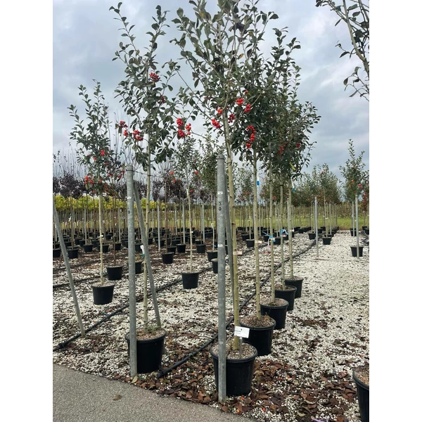 Fénylő levelű galagonya  CRATAEGUS CARRIEREI T200 8/10 K30