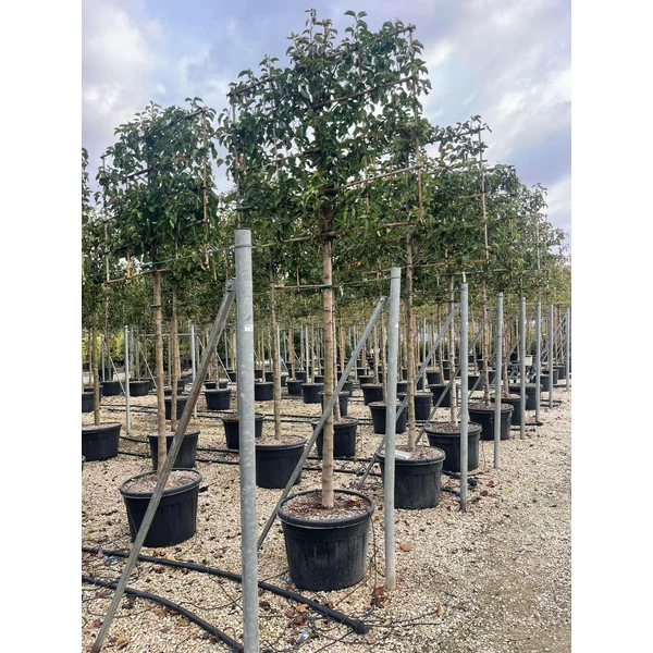 Kínai vadkörte   PYRUS CALLERYANA CHANTICLEER T200 FAL K110