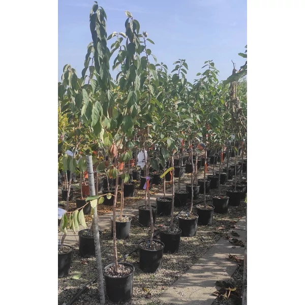 Datolyaszilva DIOSPYROS KAKI COCCOLATINO T1/2 K9