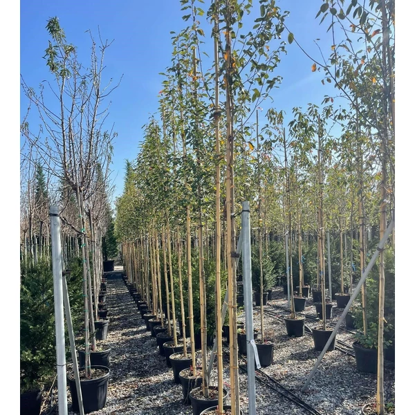 Mézalmácska AMELANCHIER LAMARCKII T200 6/8 K30