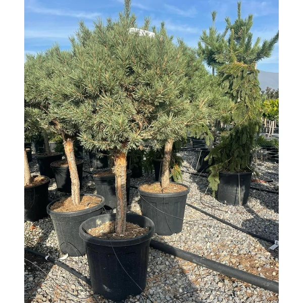Törpe erdeifenyő PINUS SYLVESTRIS WATERERI T1/4 50/60 K25
