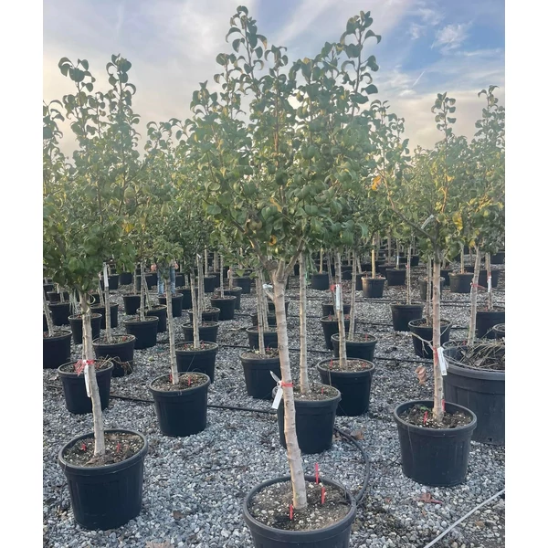 Conference körte PYRUS COMMUNIS CONFERENCE T1/2 12/14 K50