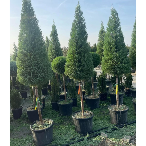 Leyland ciprus  CUPRESSOCYPARIS LEYLANDII T1/2 KÚP K40