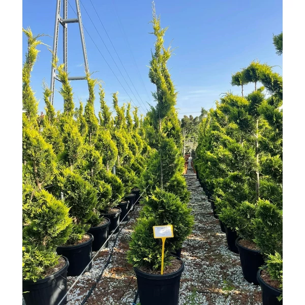Arany lombú leyland ciprus CUPRESSOCYPARIS LEYLANDII GOLD RIDER SPIRÁL K45