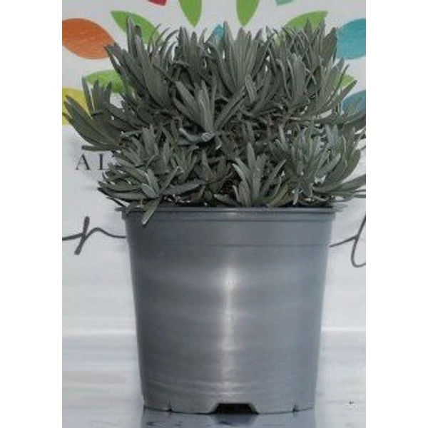 Levendula LAVANDULA ANGUSTIFOLIA BOKOR CS19