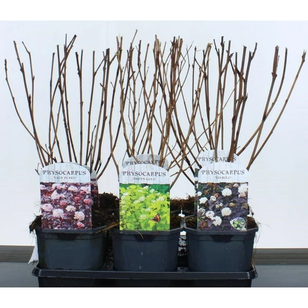 Hólyagvessző    PHYSOCARPUS OPULIFOLIUS FAJTÁK 45/50 K3