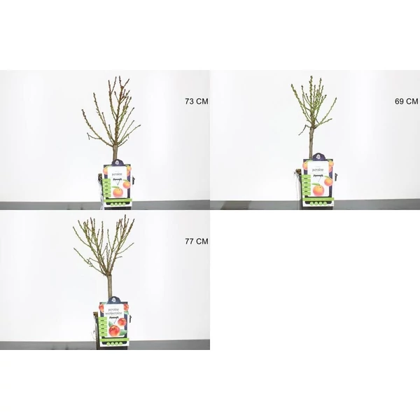 Nektarin PRUNUS PERSICA NUCIPERSICA 70/80 CS23