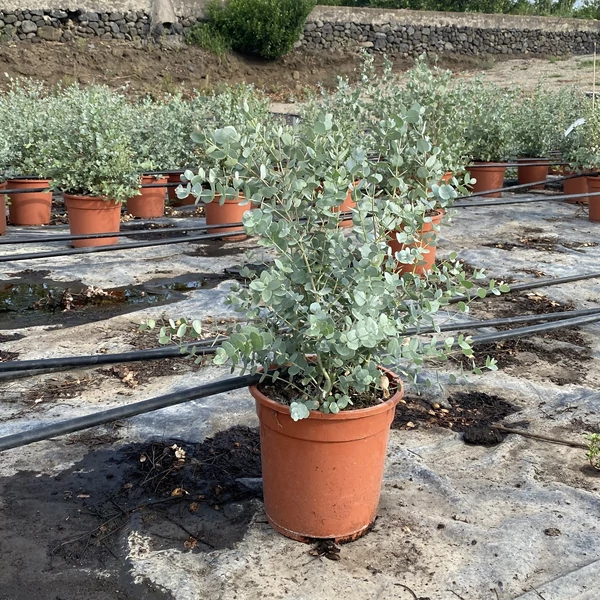 Havasi eukaliptusz  EUCALYPTUS GUNNII BOKOR K5