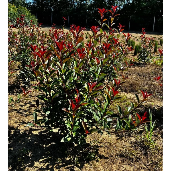 Örökzöld korallberkenye PHOTINIA X FRASERI CARRE ROUGE 60/80*