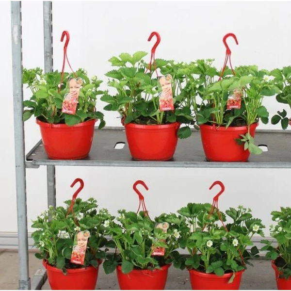 Szamóca folytontemő FRAGARIA × ANANASSA AKASZTÓS KASPÓBAN CS22