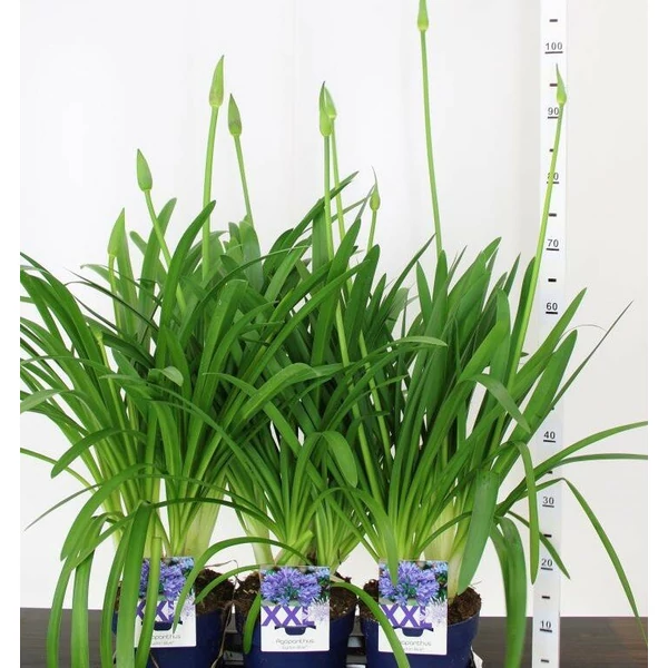 Afrikai szerelemvirág AGAPANTHUS BLUE GLOBE K1,5