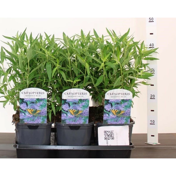 Angol kékszakáll CARYOPTERIS CLANDONENSIS HEAVENLY BLUE 30/40 K2