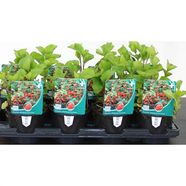 LampionvirágPHYSALIS ALKEKENGI FRANCHETII K1