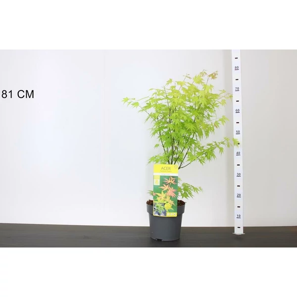 Japán juhar ACER PALMATUM ORANGE DREAM 50/60 K3