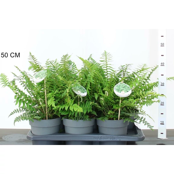 KardpáfrányPOLYSTICHUM MUNITUM CS17