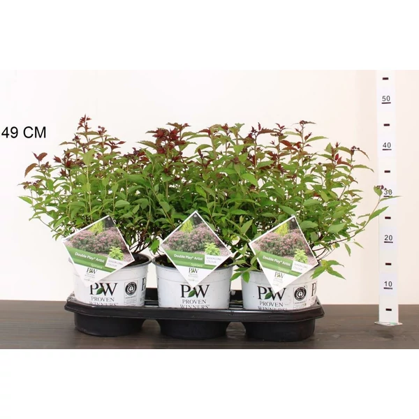 Japán gyöngyvessző  SPIRAEA JAPONICA DOUBLE PLAY ARTIST 20/25 K3
