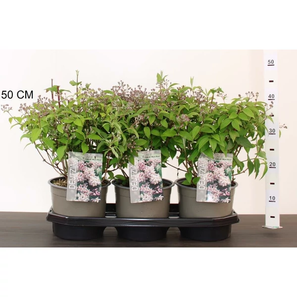 Gyöngyvirágcserje    DEUTZIA HYBRIDA MONT ROSE 25CM K3