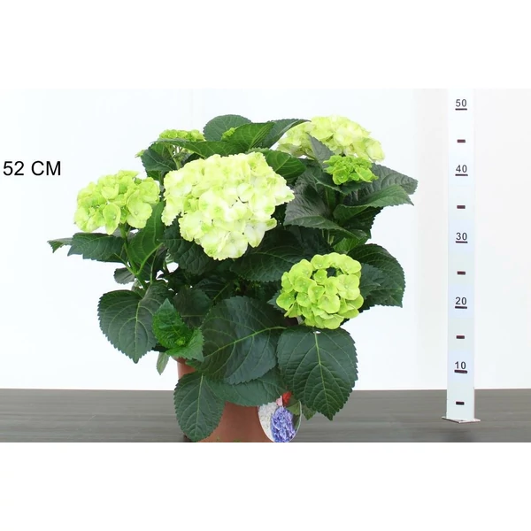Kerti hortenzia  HYDRANGEA MACROPHYLLA CAIPIRANNA K2