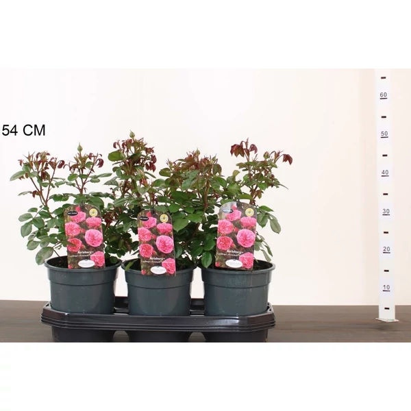 Rózsa ROSA BERLEBURG 40/50 CS19
