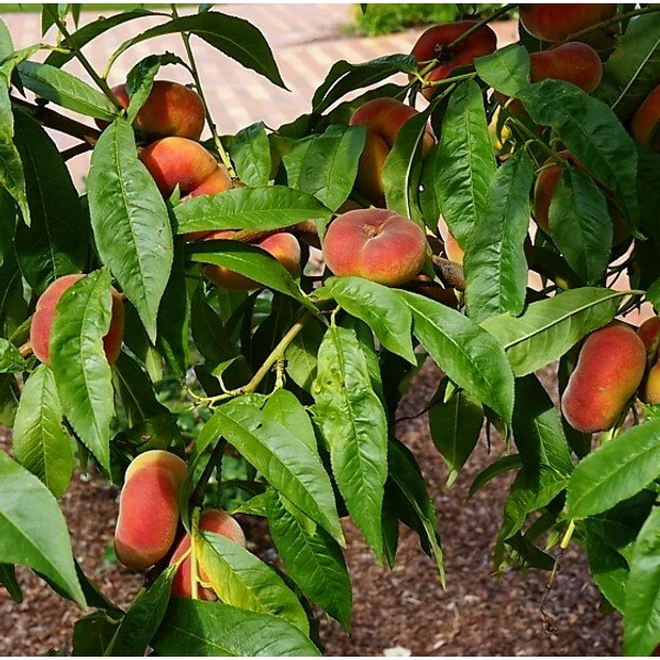 Lapos barack PRUNUS PERSICA PLATICARPA GIALLA 12/14  K65