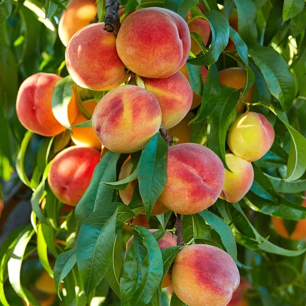 Glohaven őszibarack PRUNUS PERSICA GLOHAVEN 12/14 K65