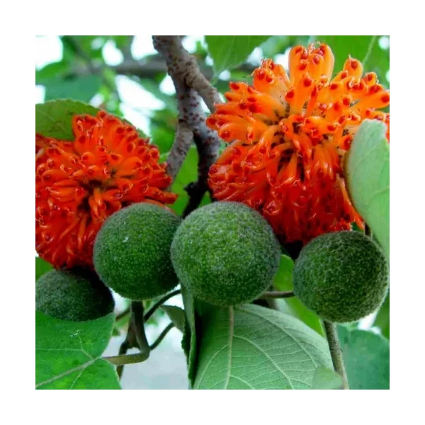 papíreperfa BROUSSONETIA PAPIRIFERA 180/+ K12