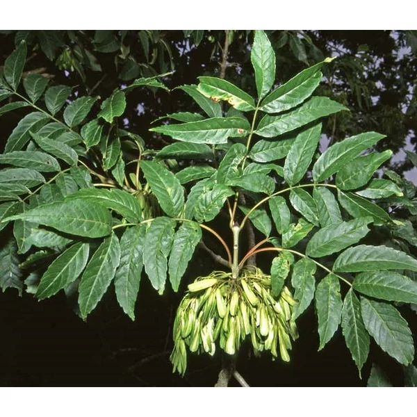 Magas kőrisFRAXINUS EXCELSIOR 250/+ K12