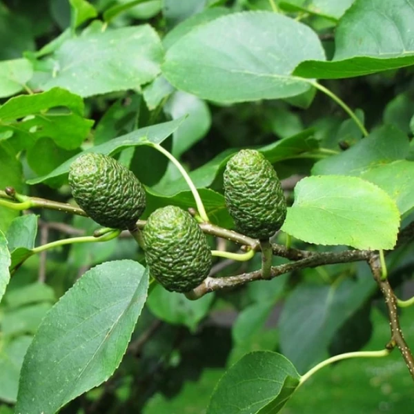 Szívlevelű éger ALNUS CORDATA 12/14 K35