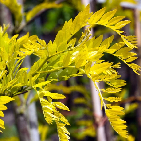 Sárgalevelű lepényfa  GLEDITSIA TRIACANTHOS SUNBURST 12/14 K90