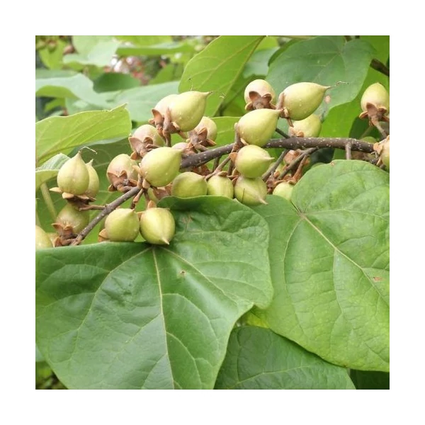 Nagylevelű császárfa   PAULOWNIA TOMENTOSA 10/12 K25
