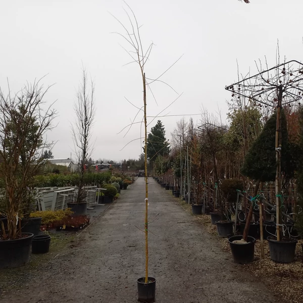 Szomorúfűz    SALIX ALBA TRISTIS 200/250 K9