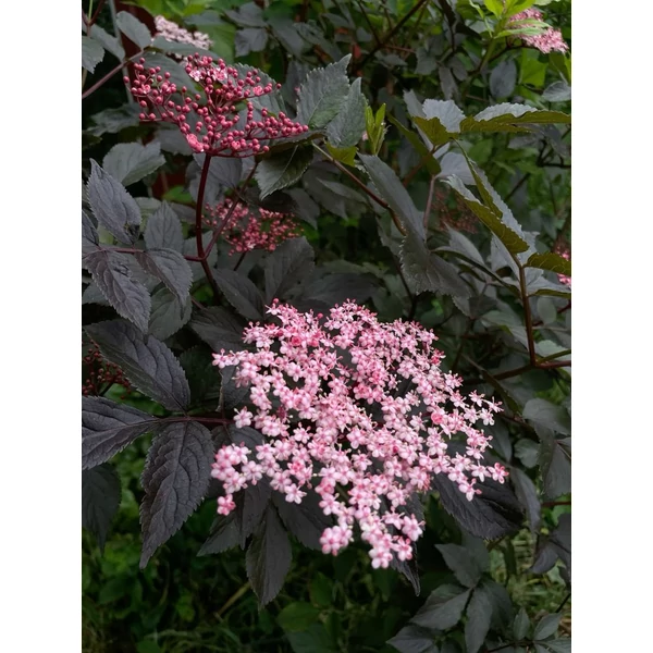 Bordó levelű bodza SAMBUCUS NIGRA BLACK LACE T120 K15