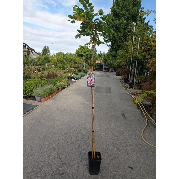 Rozsás akác ROBINIA HISPIDIA T120 K6