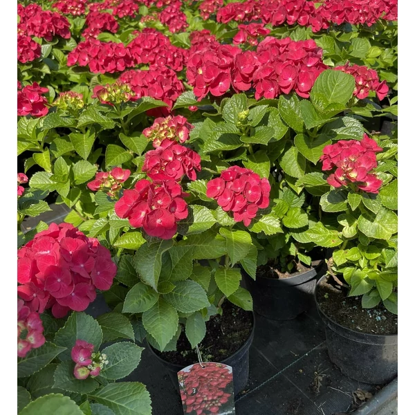 Kerti hortenzia   HYDRANGEA MACROPHYLLA SPEEDY RED K2