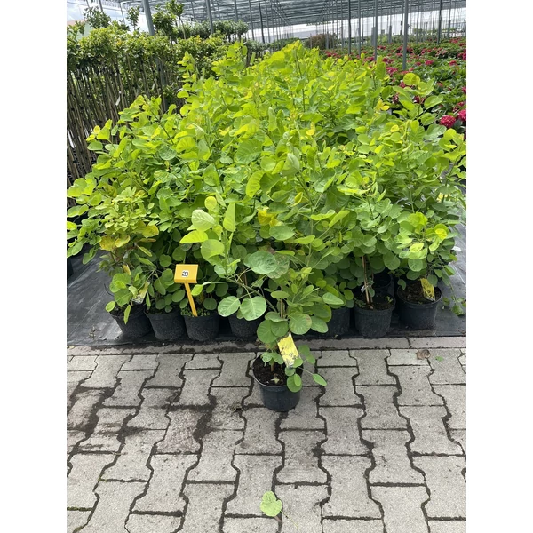 Cserszömörce    COTINUS COGGYGRIA GOLDEN SPIRIT K3