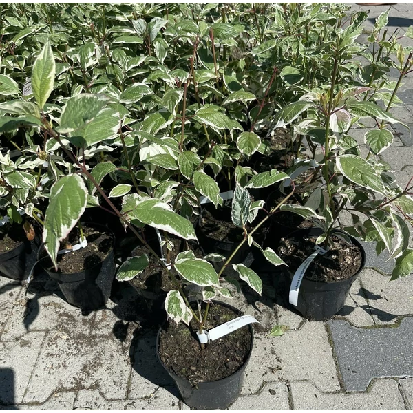 Fehér somCORNUS ALBA SIBIRICA VARIEGATA K2