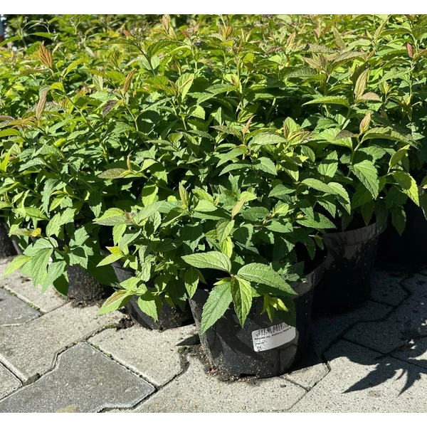 GyöngyvesszőSPIRAEA JAPONICA ANTHONY WATERER K2