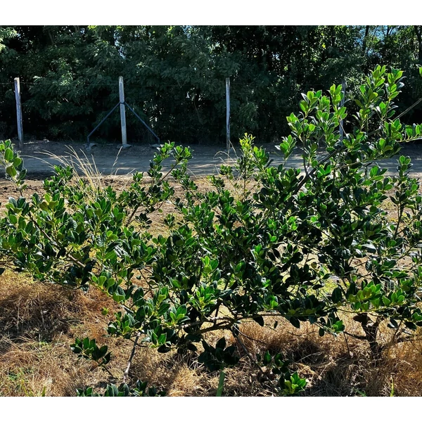Közönséges magyal ILEX AQUIFOLIUM J.C VAN TOL 60/80*
