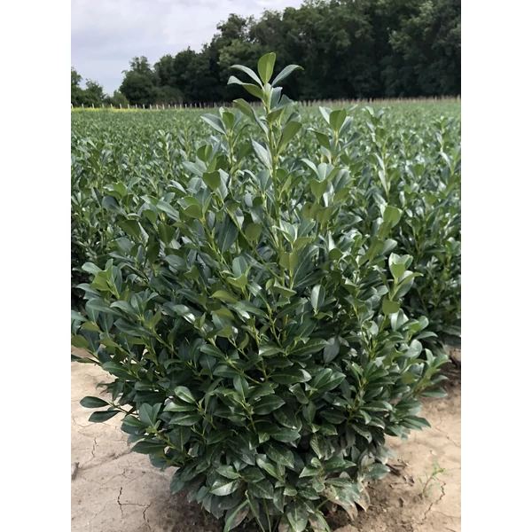 Babérmeggy PRUNUS LAUROCERASUS ANNY 80/100*