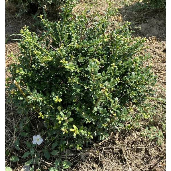 Csipkéslevelű magyal ILEX CRENATA GREEN GLOSS 20/30 GÖMB*