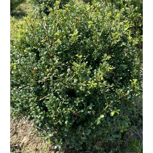 Csipkéslevelű magyal ILEX CRENATA GLORIE DWARF GÖMB 20/30*