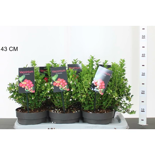 Fireballs vörös áfonya VACCINIUM VITIS-IDAEA FIREBALLS 25/30 CS17