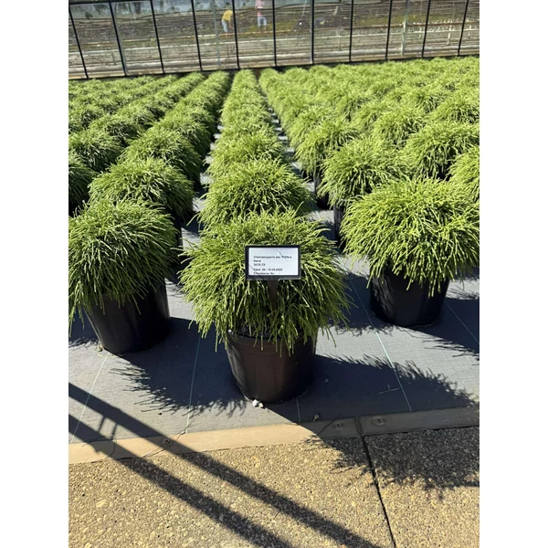 Szavára álciprus   CHAMAECYPARIS PISIFERA FILIFERA NANA 30/35 K8