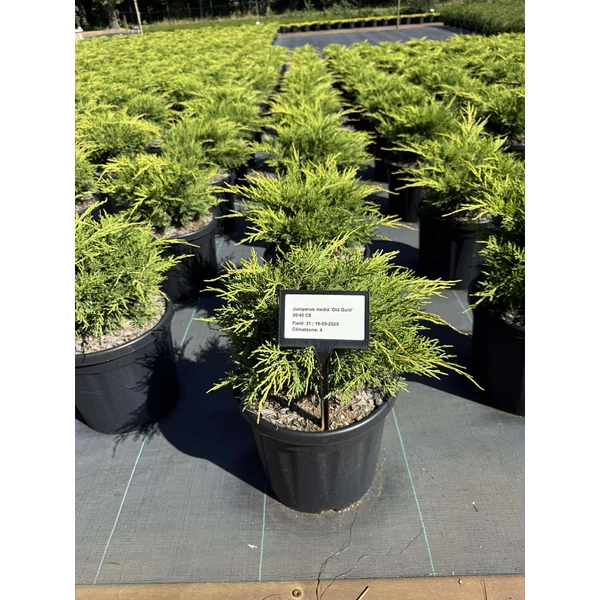 Arany boróka bonsai JUNIPERUS MEDIA OLD GOLD 30/40 K8