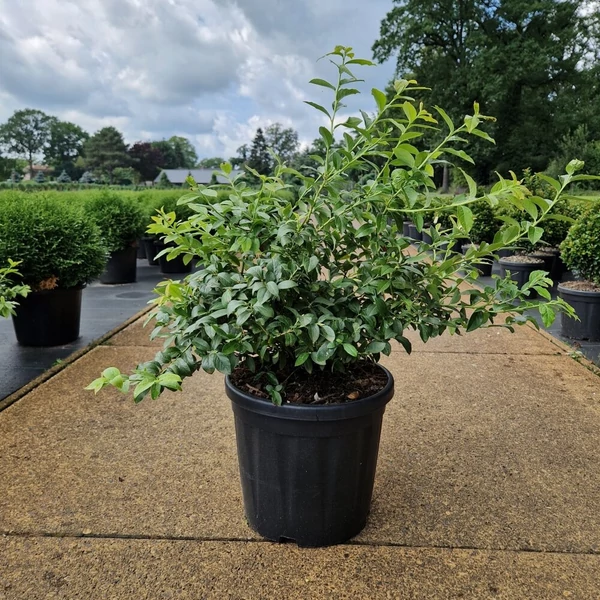 Kék áfonya VACCINIUM CORYMBOSUM NORTHCOUNTRY 40/50 K18